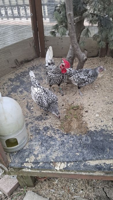 Oua sebright auriu, argintiu