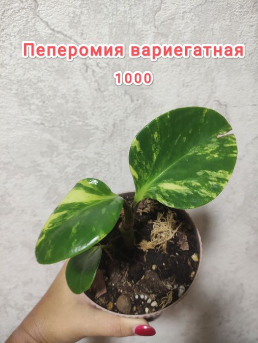 Распродажа растений