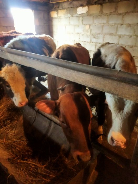 Продам 3 бычка с откорма