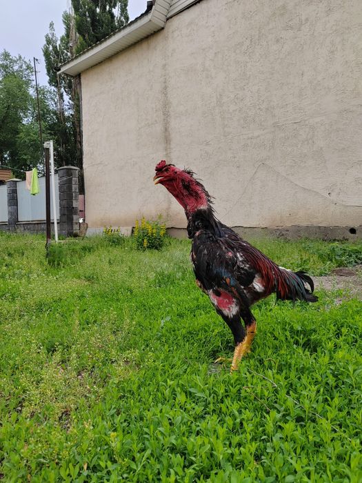 Дакан Кореец Китай