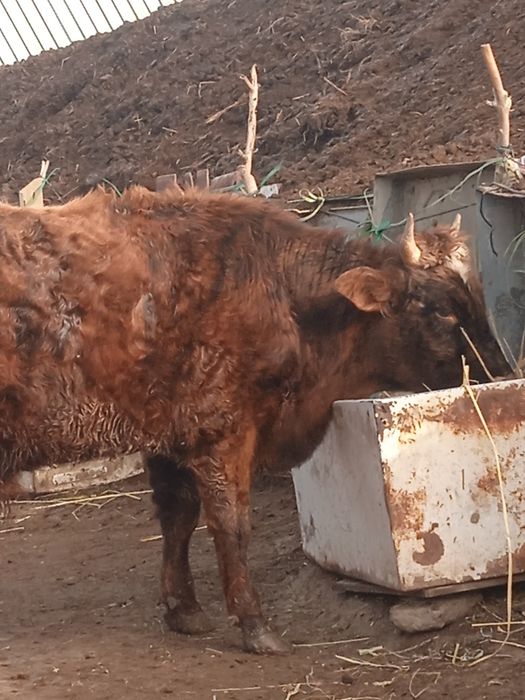 Сиыр бұқа корова сатылады