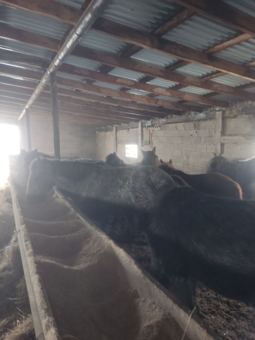 Тай лошадь бордақы