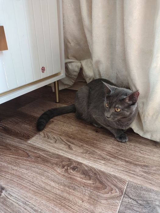 Котёнок, кошка. Мысық, марғау.