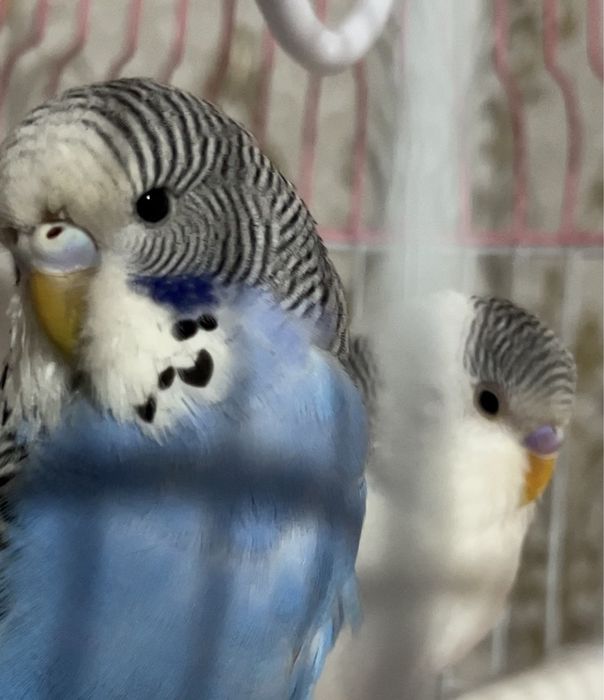 Волнистые папугайчики. Ручные