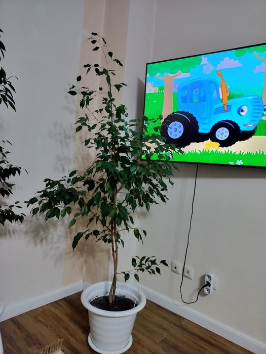 Продается Фикус Бенджамин