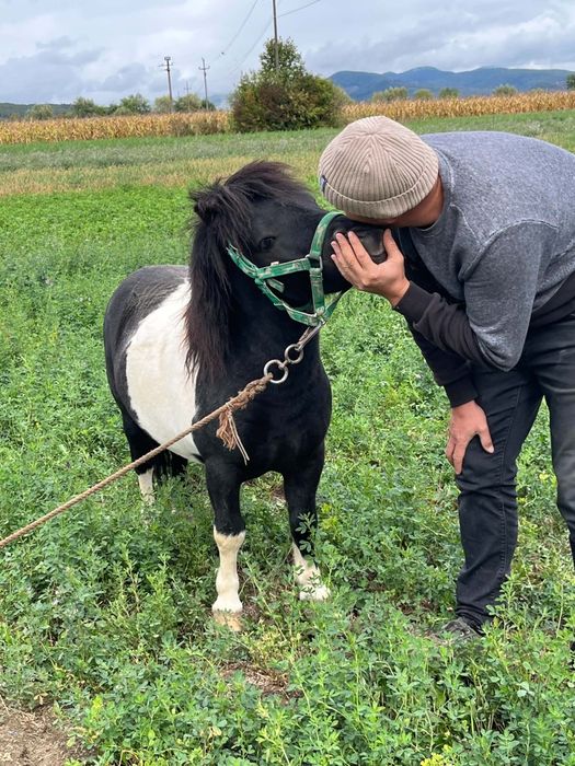 De vanzare ponei tărcat