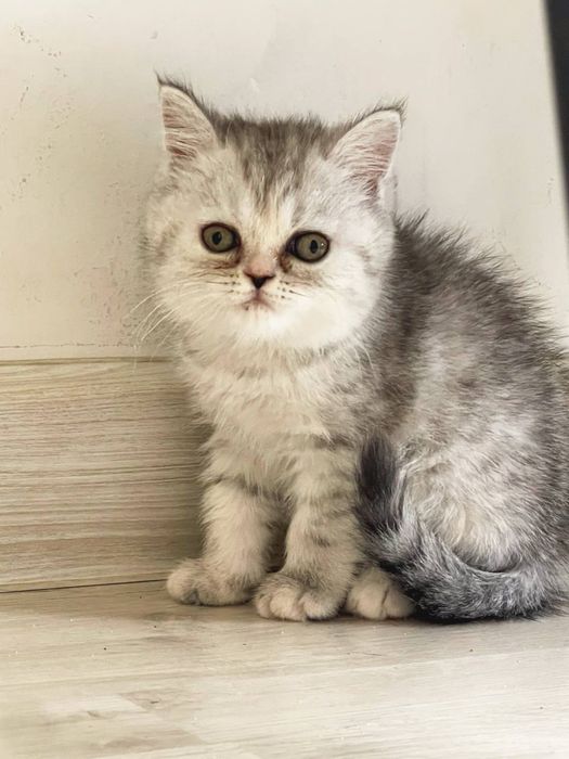 Scottish Fold / Straight