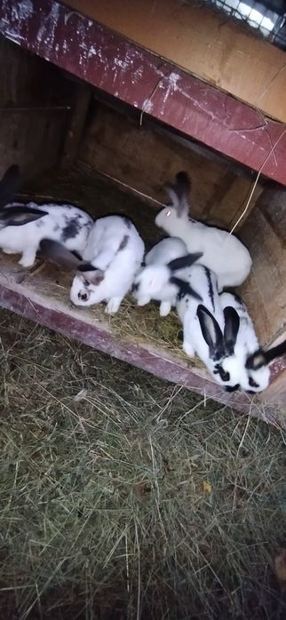 Iepuri de vanzare + Cușcă