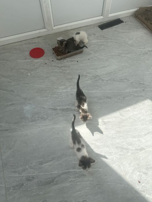 Котята 4 шт месяц