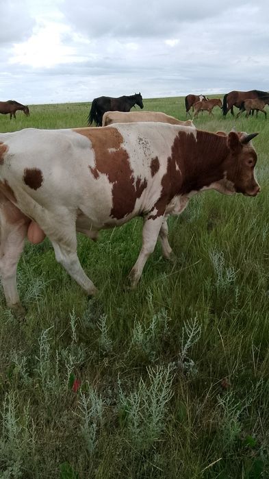 Продам крс оптом