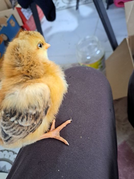 Пилета на 10 дни