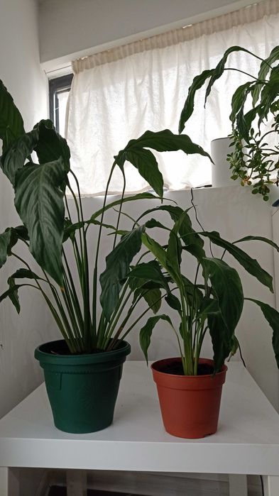 Цветы Спатифилум (Лилия на мира)