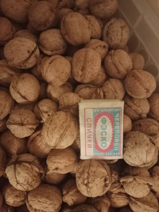 Орехи грецкие  свежего урожая хорошо просушены