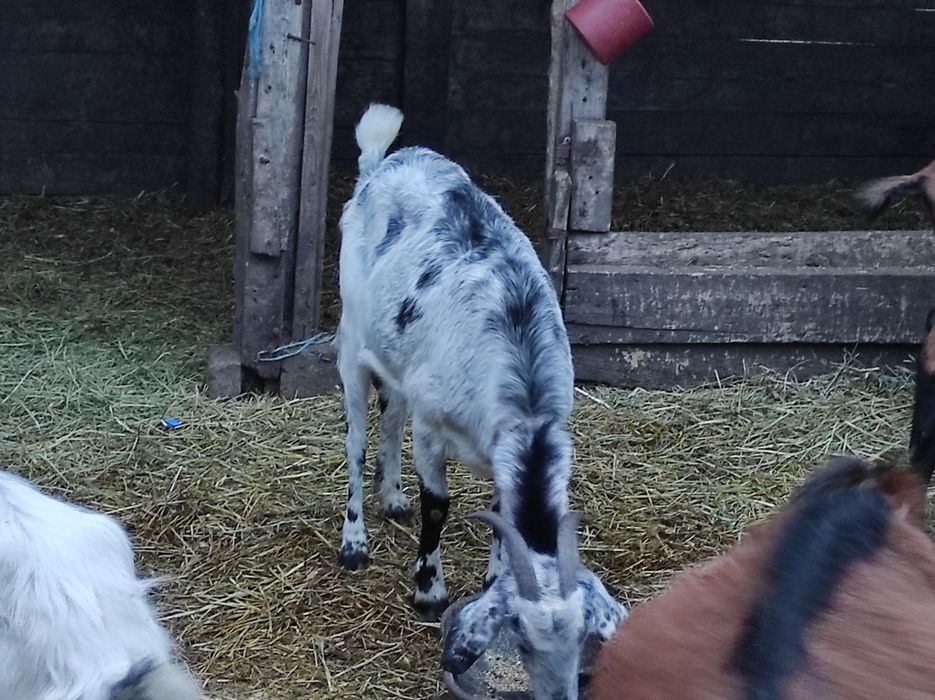 Vând cinci capre de rasa bune de lapte și un țap alpin