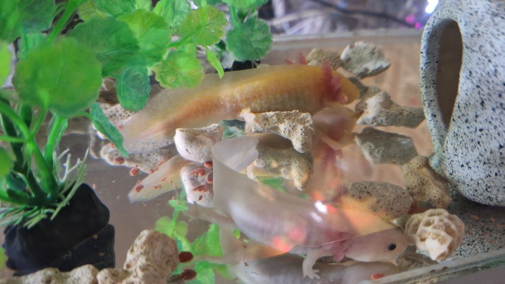 Аксолотль, в продаже малыши