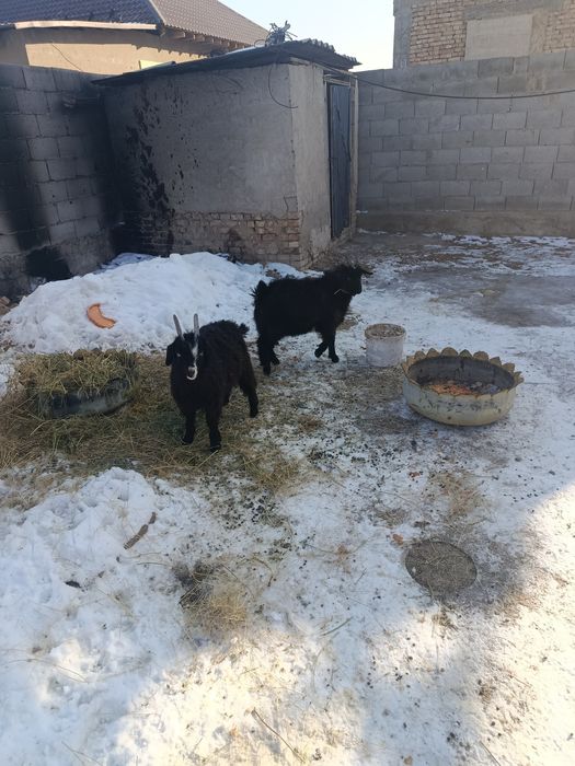 Лақтар сатылад келісім бар 40мың