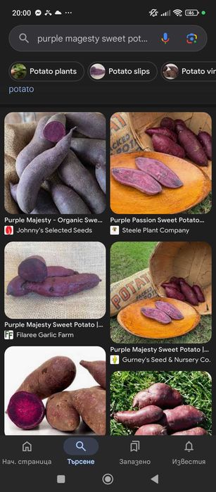 Разсад батати (сладки картофи)