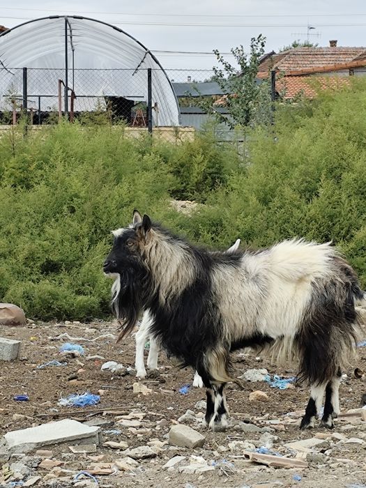 Vând țap de montă