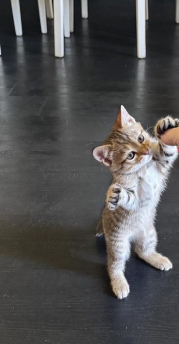 Котенок кошка Шотландский скотиш страйт