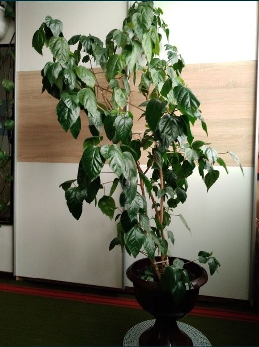 Trandafir japonez, hibiscus