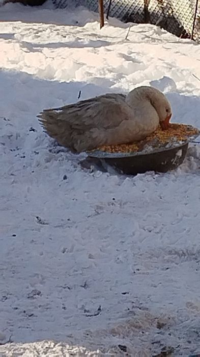 Гуси живые, откормленные!