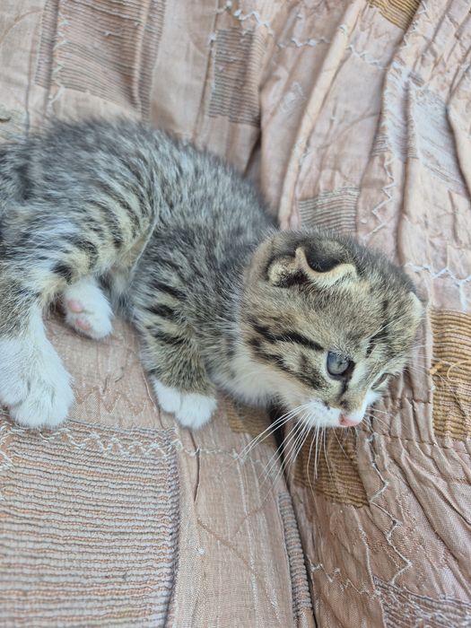 продам котят шотландских