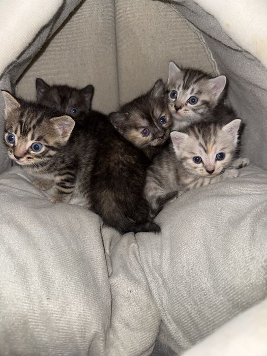 Котята город Алматы