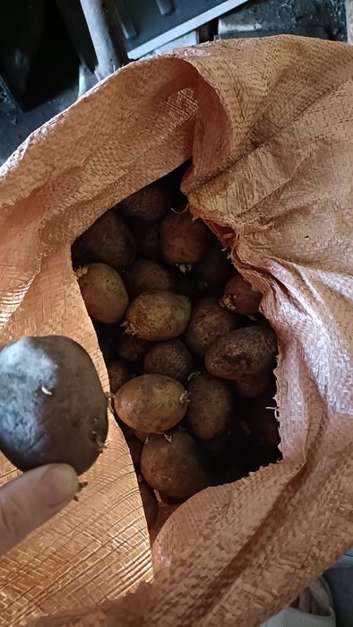 Продам картофель семяной сорт Галла