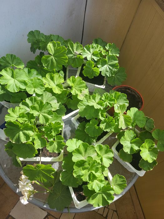 Розебудная пеларгония Rose