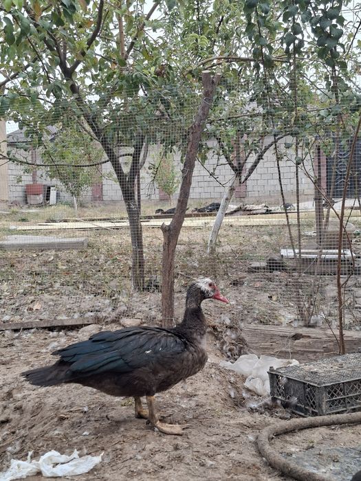 Индоутки продается