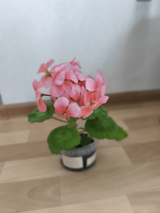 Продается цветок герань