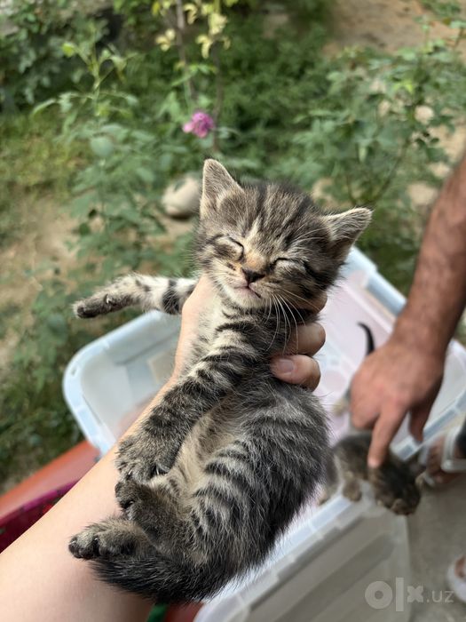 Котята, 1 месяц, домашние! В любящие руки.