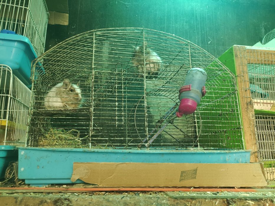 Клетка для грызунов без грызунов