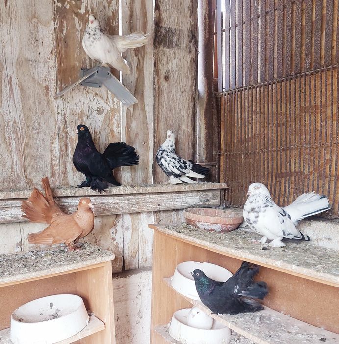 Vand porumbei  roller de cluj