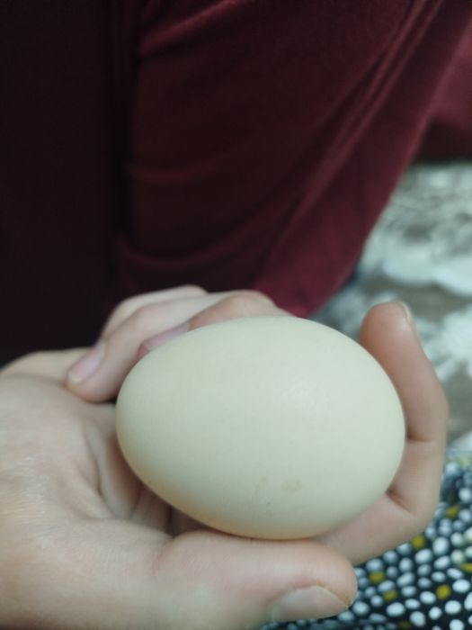 Инкубационные яйца Дакан