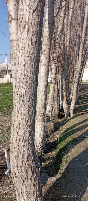 Kaliforniya teraklar sotiladi 70dona diametri 30 DAN 80 sm gacha