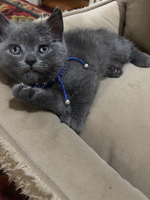 Продам вислоухих котят