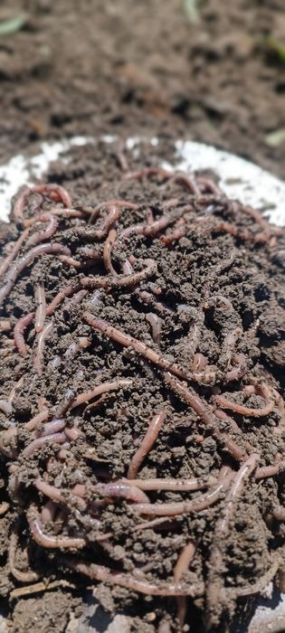 Черви для рыбалки