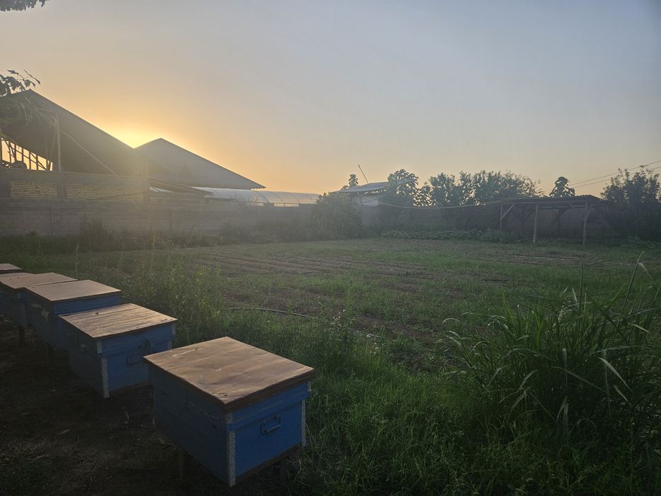 12 sotix atrofi qorgon dakumenti zor