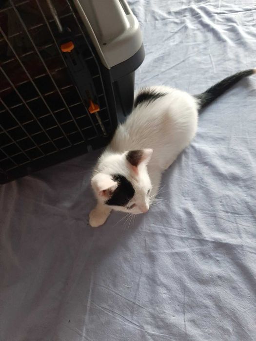 Котета търсят своя дом