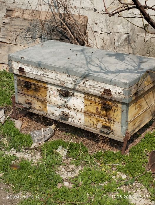 Асалари оилалари