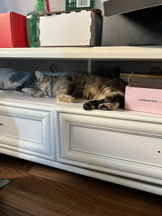 отдам в добрые хорошие руки кошку