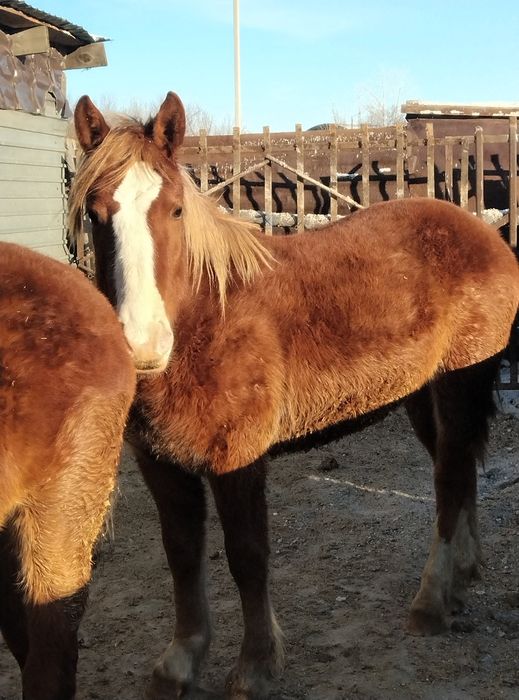 Продам кобылок три головы полторашки