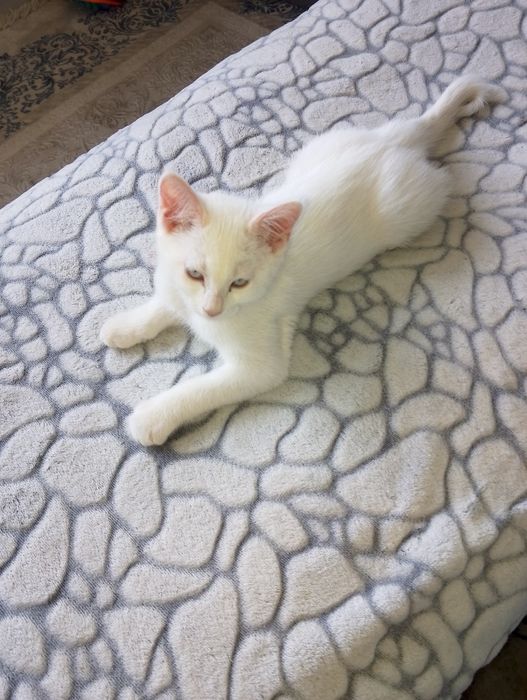 Продаются котята