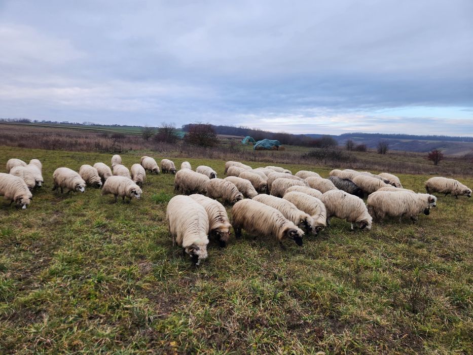 De vanzare Oi Breze si Turcane