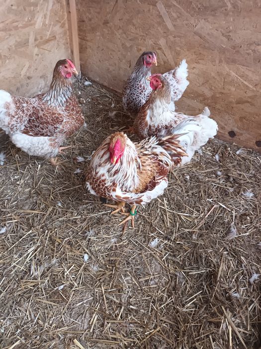 Gaini  wyandote sples