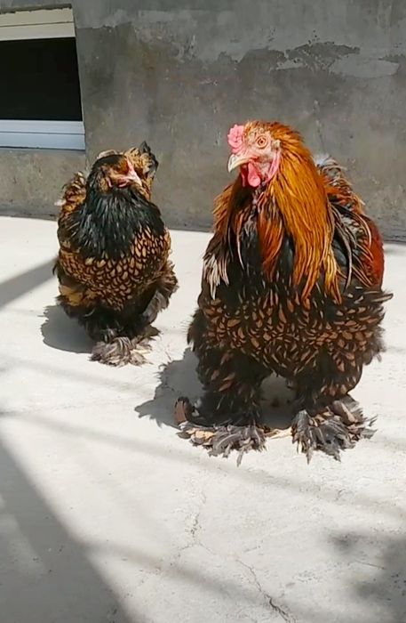 Brama Tuxm jojalari bor