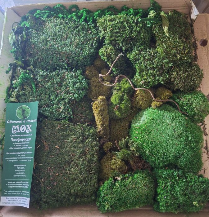 Стабилизированный мох