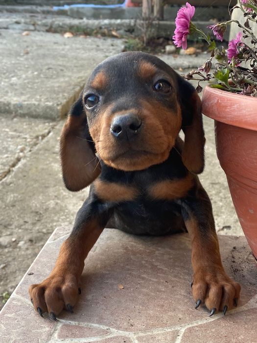 Catelus spre adoptie, isi cauta o noua casa. Are toate vaccinurile etc