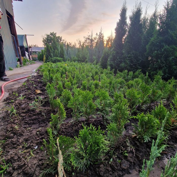 Озелини свой двор